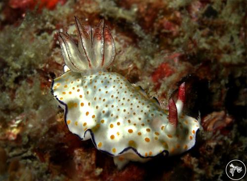 Hypselodoris pulchella from Thailand