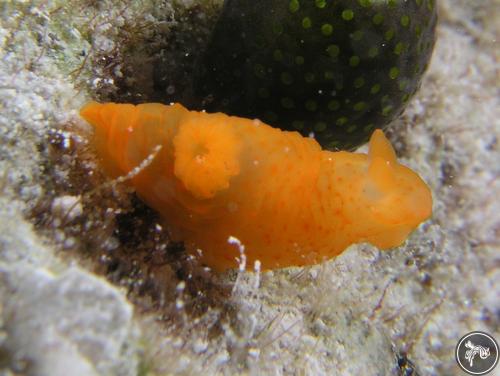 Gymnodoris inornata from Australia