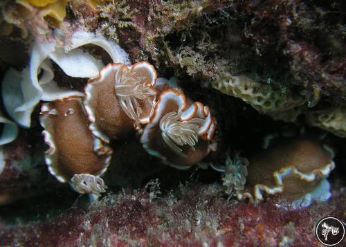 Glossodoris rufomarginata from Australia