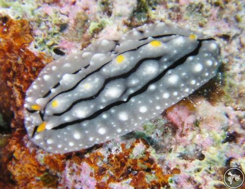 Phyllidia elegans from Australia