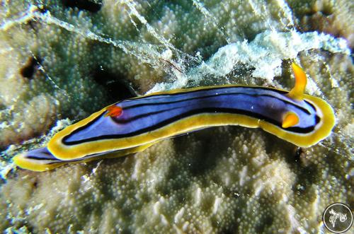 Chromodoris elisabethina from Australia