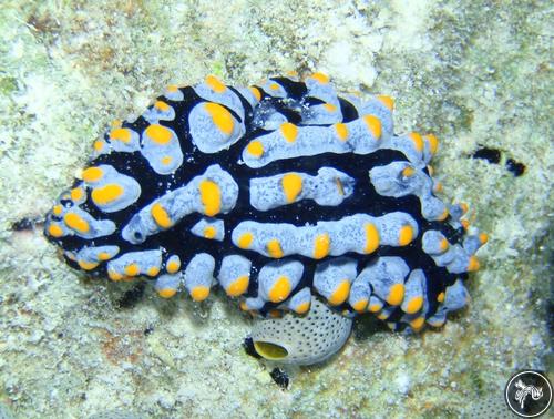 Phyllidia varicosa from Australia