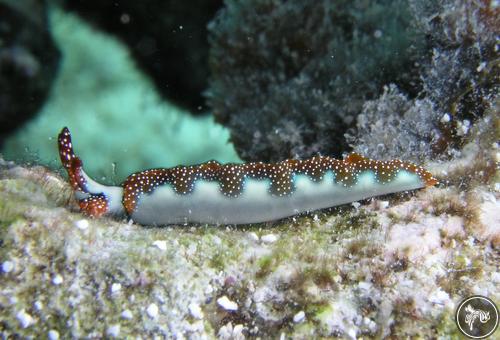 Thuridilla moebii from Ningaloo Reef, Australia