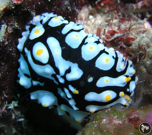 Phyllidia varicosa from Australia