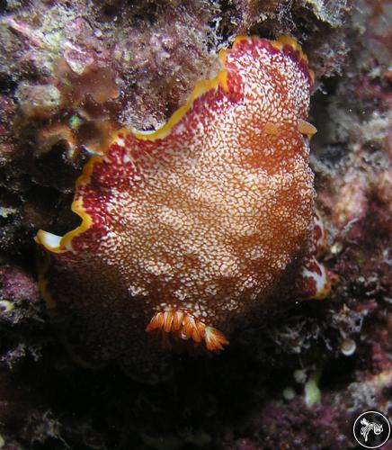 Goniobranchus reticulatus from Australia