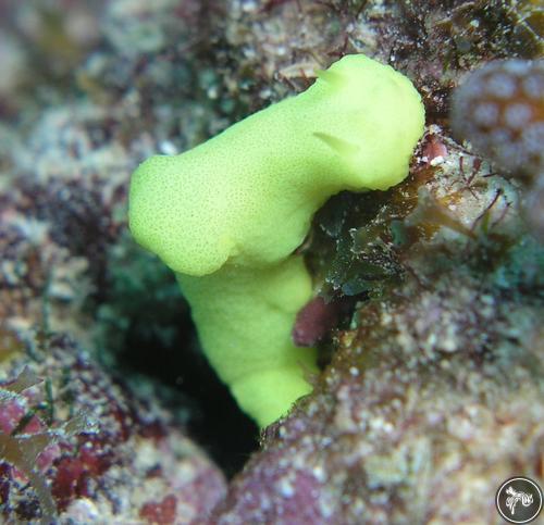 Notodoris citrina from Ningaloo Reef, Australia