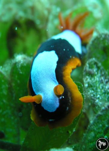 Chromodoris westraliensis from Australia