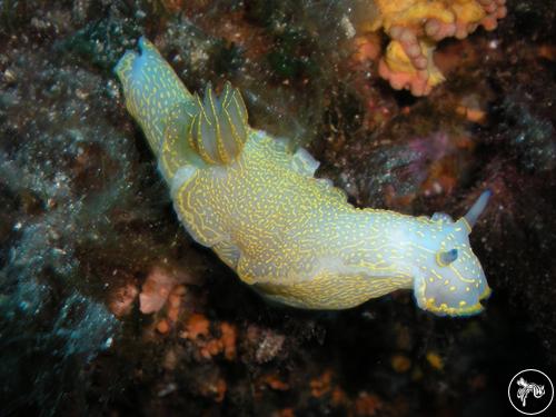 Hypselodoris picta from Italy