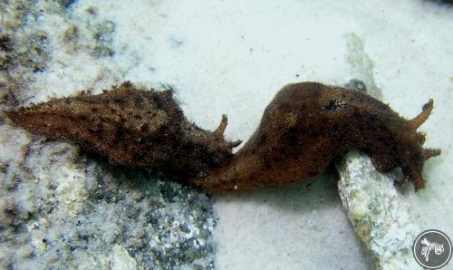 Bursatella leachii from Australia