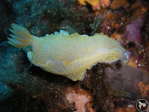 Hypselodoris picta from Italy