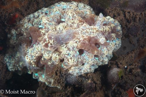 Atagema spongiosa from Bali, Indonesia