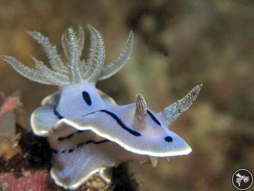 Chromodoris willani from Malaysia