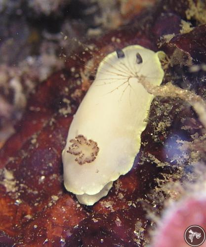 Cadlina nigrobranchiata from Australia