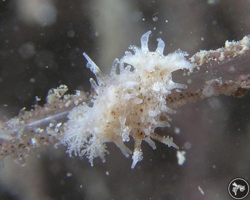 Okenia mija from Australia