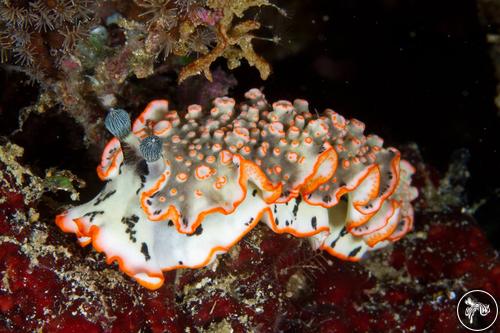 Dermatobranchus ornatus from Indonesia