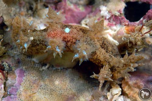 Bornella sarape from Bahia de Banderas, Mexico