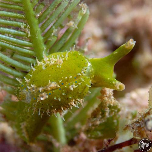 Oxynoe panamensis from Bahia de Banderas, Mexico