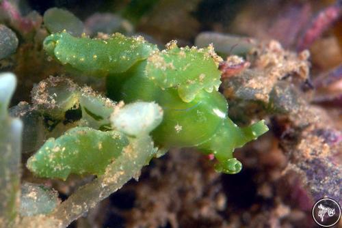 Lobiger souverbii from Bahia de Banderas, Mexico