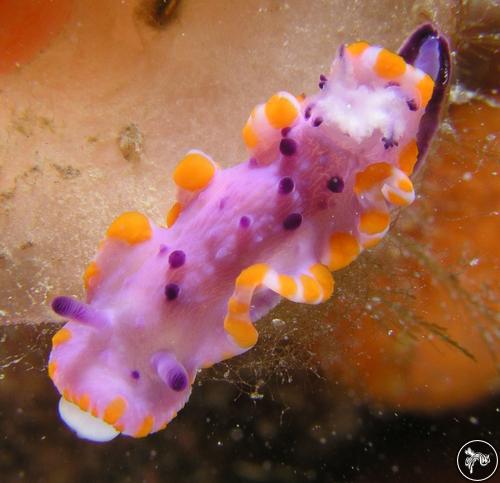 Mexichromis macropus from Australia