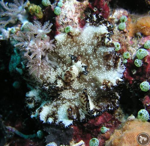 Discodoris boholiensis from Bali, Indonesia