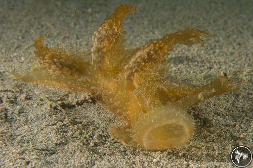 Melibe viridis from United Arab Emirates