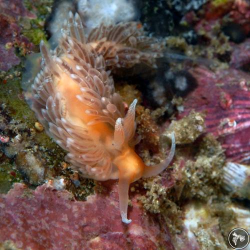 Aeolidiella chromosoma from Bahia de Banderas, Mexico