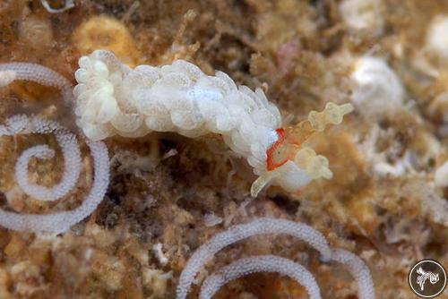 Aeolidiella alba from Bahia de Banderas, Mexico