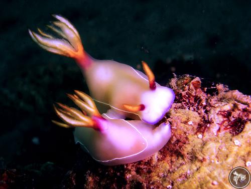 Hypselodoris bullockii from Philippines