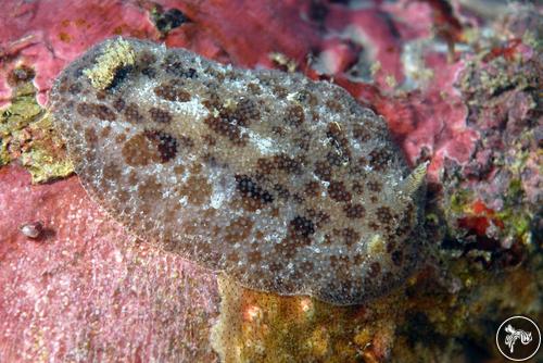 Discodoris ketos from Bahia de Banderas, Mexico