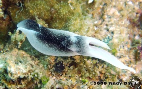 Chelidonura amoena from Philippines