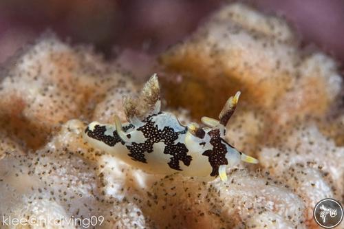 Trapania toddi from Hong Kong