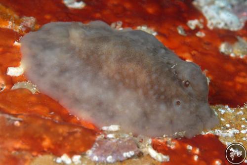 Cadlina luarna from Bahia de Banderas, Mexico