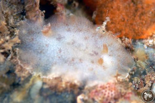 Diaulula aurila from Bahia de Banderas, Mexico