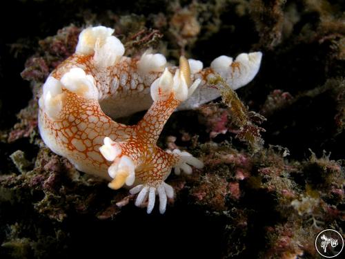 Bornella hermanni from South Korea