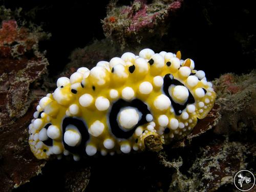 Phyllidia ocellata from South Korea