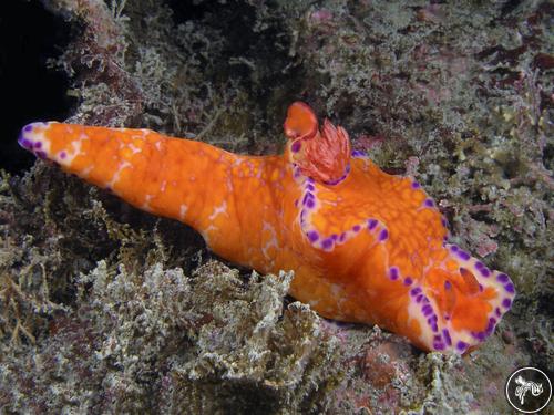 Ceratosoma tenue from South Korea