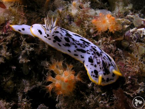 Chromodoris orientalis from South Korea