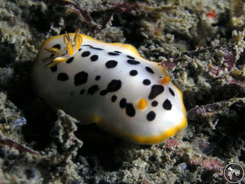 Chromodoris orientalis from South Korea