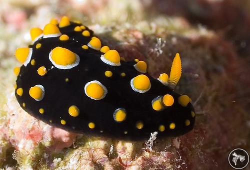 Phyllidia carlsonhoffi from French Polynesia