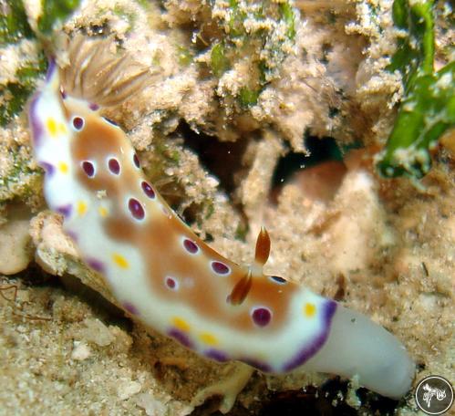 Goniobranchus tennentanus from Kenya