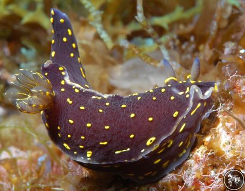 Hypselodoris picta from Portugal