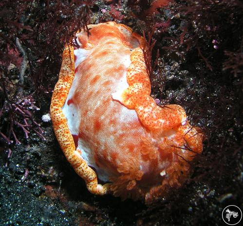 Hexabranchus sanguineus from Japan