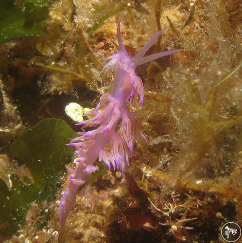 Flabellina affinis from Malta