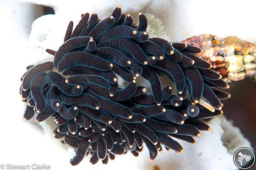 Phestilla melanobrachia from Anilao, Philippines