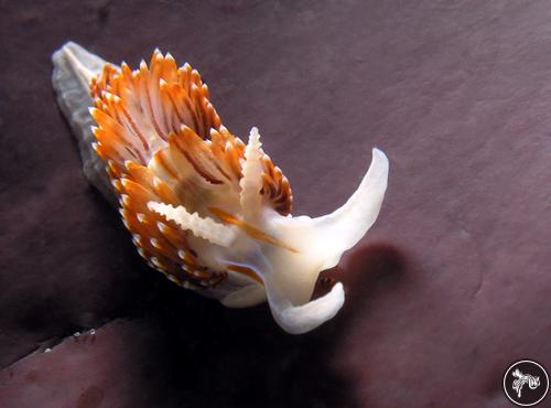 Hermissenda crassicornis from USA