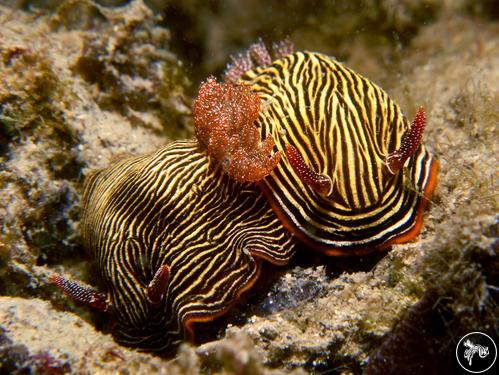 Chromodoris lineolata from Singapore