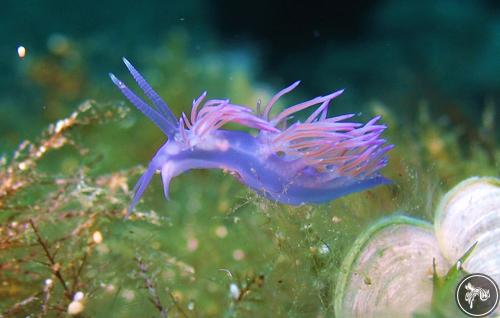 Flabellina affinis from Greece