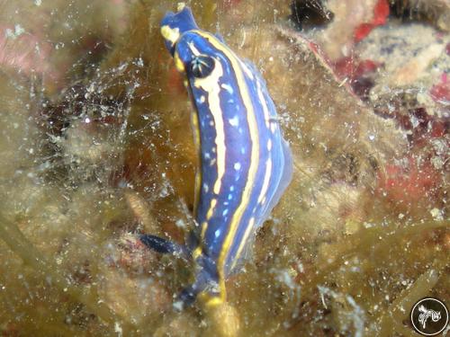 Hypselodoris sp. from Italy