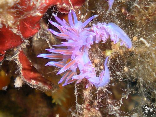 Flabellina affinis from Italy