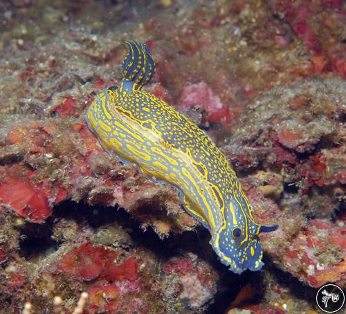 Hypselodoris picta from Italy